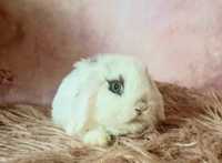 Piękny, błękitnooki króliczek Mini lop 100% rasowy, legalna Hodowla