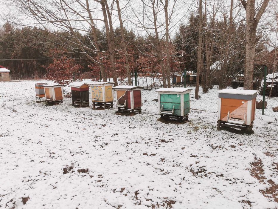 Sprzedam ule warszawskie poszerzane + rodziny pszczele, roje