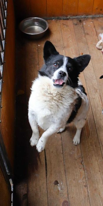 PILNE!Przekochany, towarzyski, grzeczny piesek szuka dobrego domu