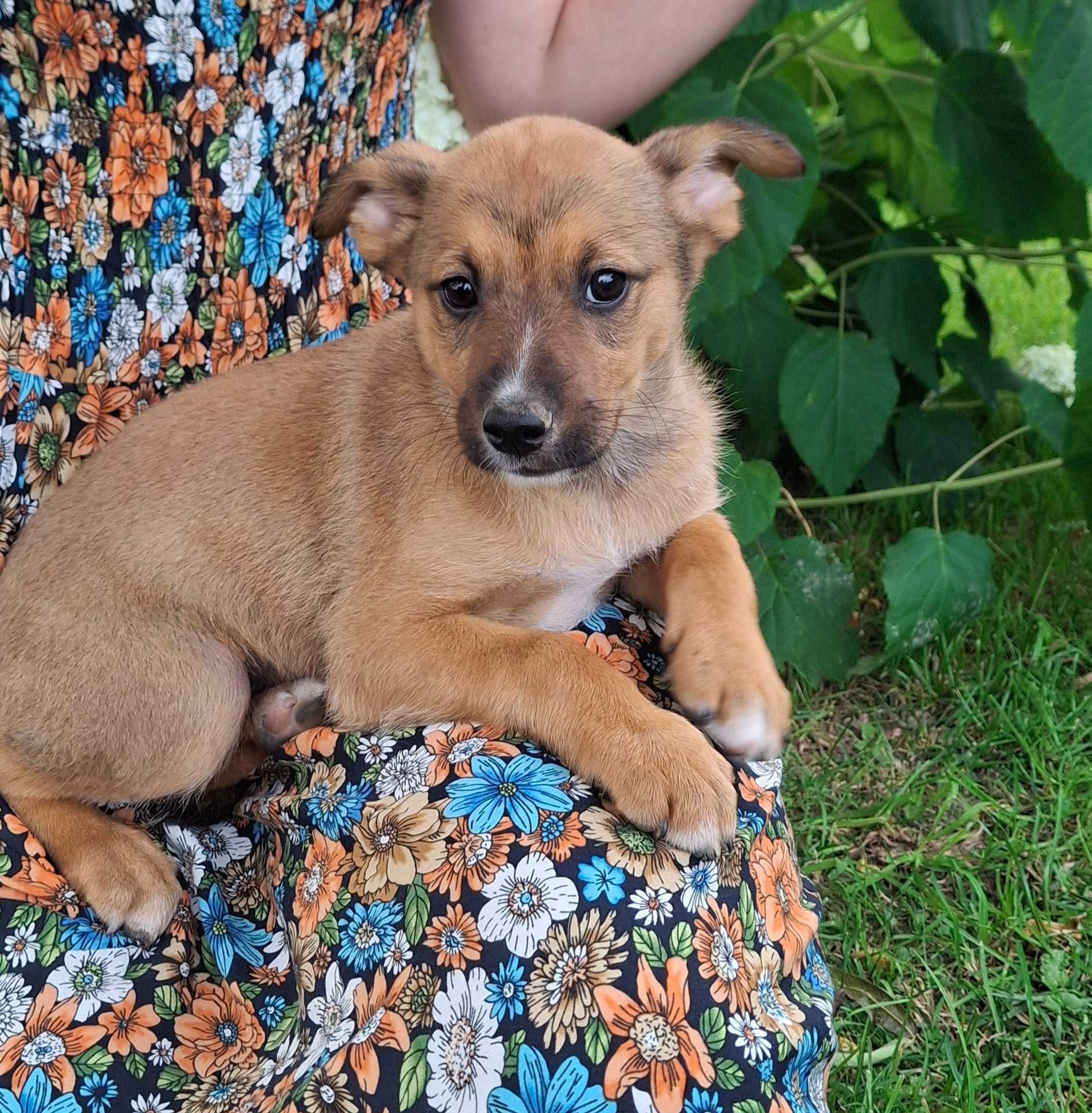 Śliczne szczenięta do adopcji