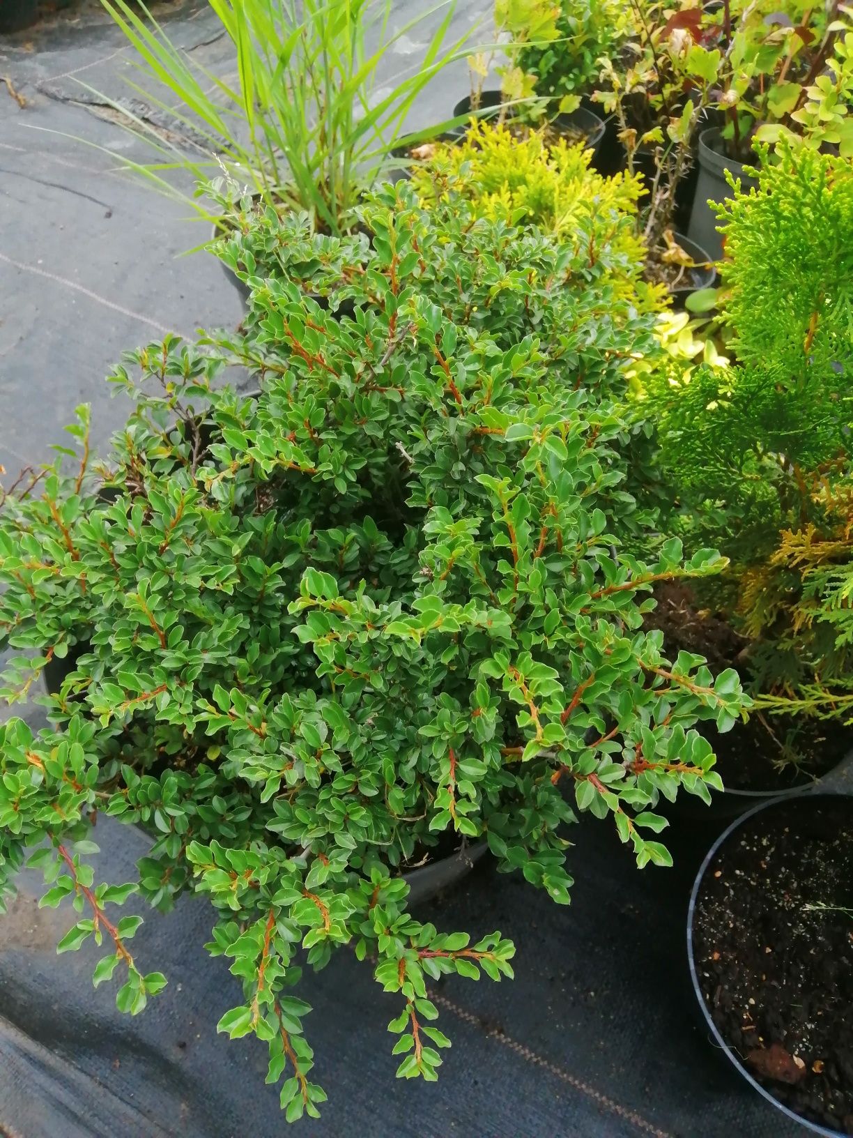 Ilex-ostrokrzew-Dobiegniew
