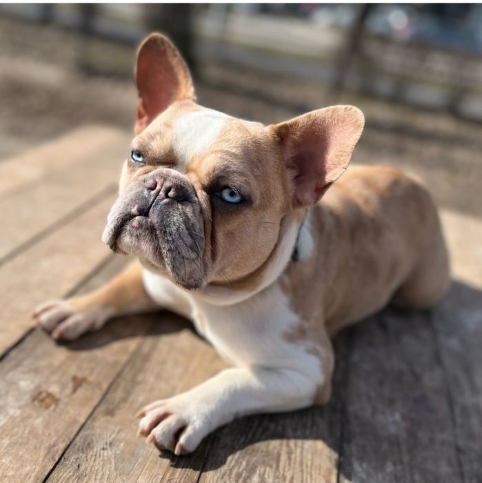 Голубоока дівчинка