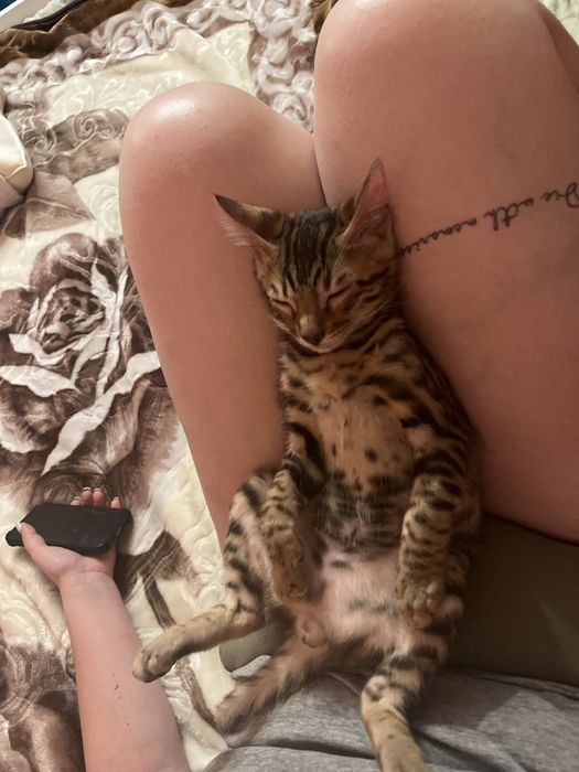 Sprzedam kotka rasy Bengal