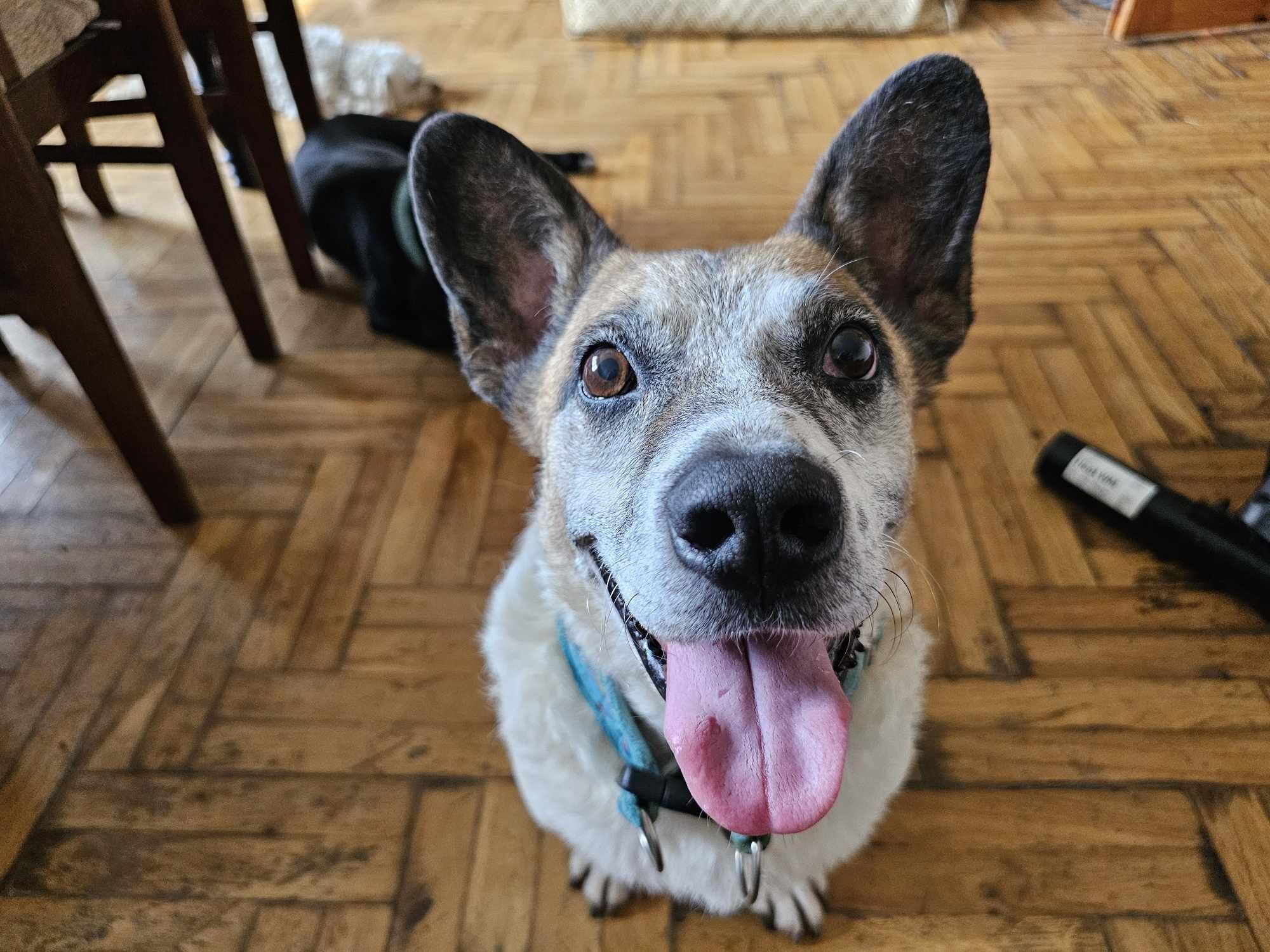 Dziadziuś w typie corgi szuka domu