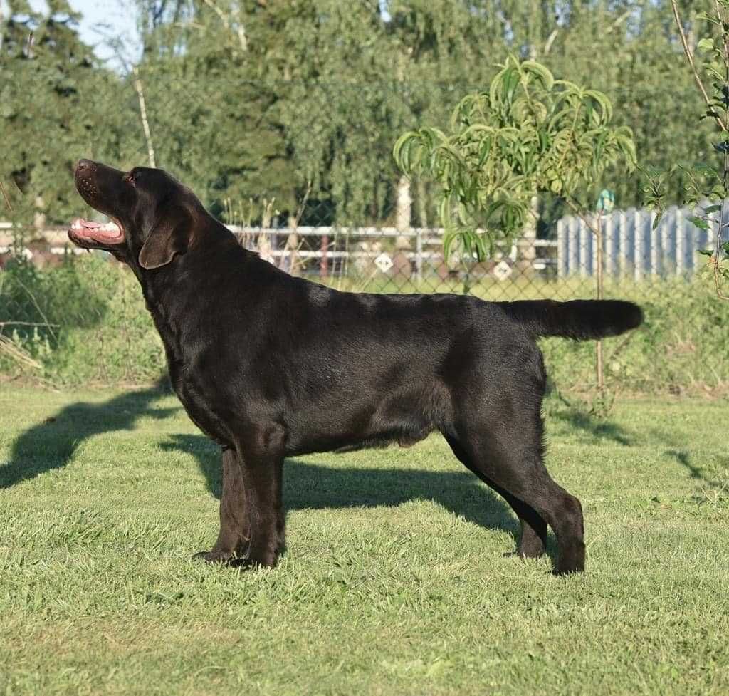 Labrador Retriever szczenie z rodowodem ZKwP, FCI Badania Genetyczne