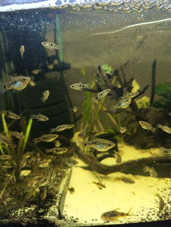 Limka Pręgowana/Vittata-Cena za parę.