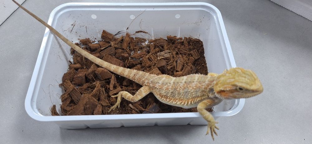 Agama brodata samiczka