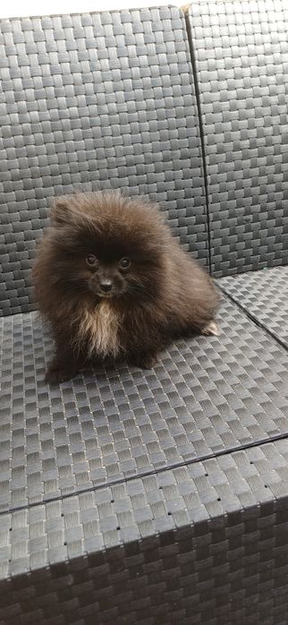Lulu da Pomerânia macho muito pequenino