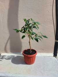 фикуса Бенджамина - Ficus benjamina 35 см. без вазона