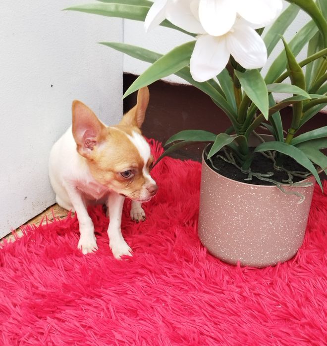 Chihuahua miniaturowy piesek