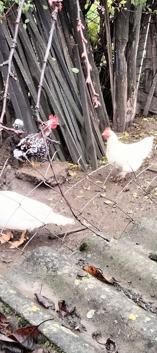 Карликовий кохінхін мішані
