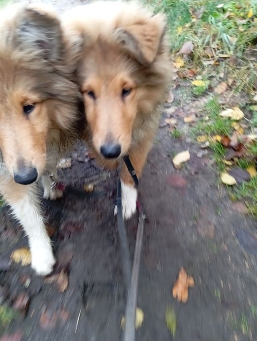 Owczarek szkocki collie