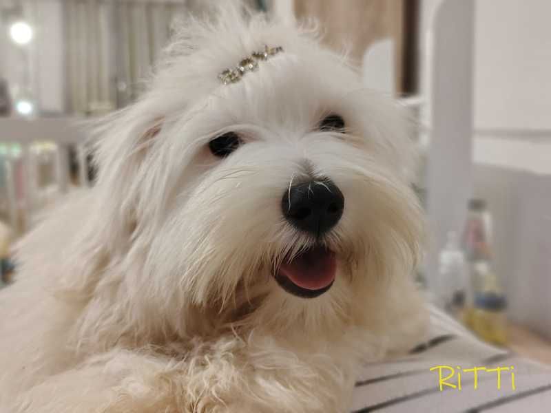 SAMIEC RITTI biały malutki Coton De Tulear szczenię ZHPR UCI Kraków