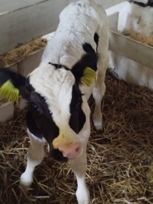 Byczek simental mieszaniec