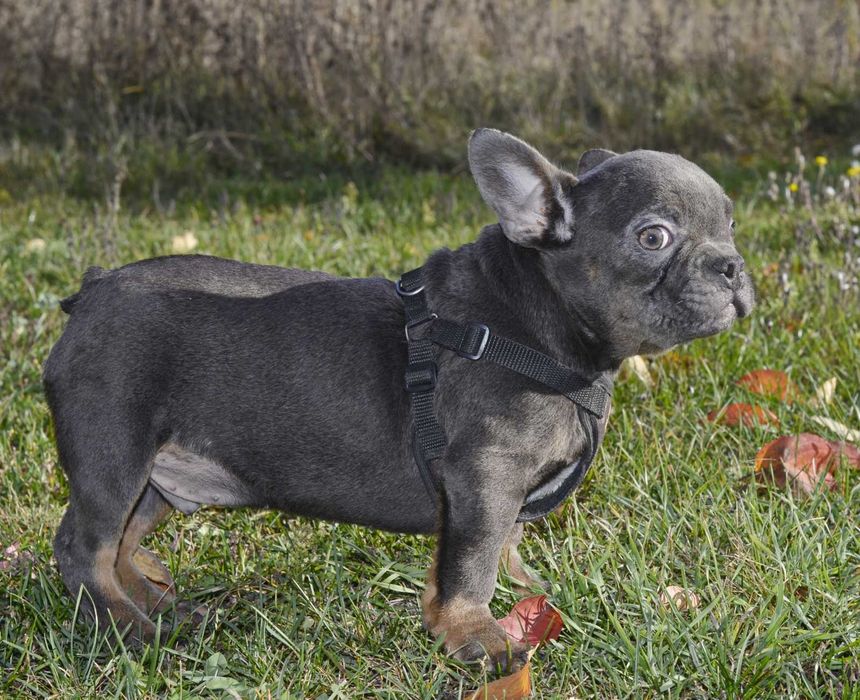 Хлопець міні в блакитному забарвленні