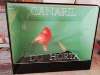 Canárias a criar (Amora)