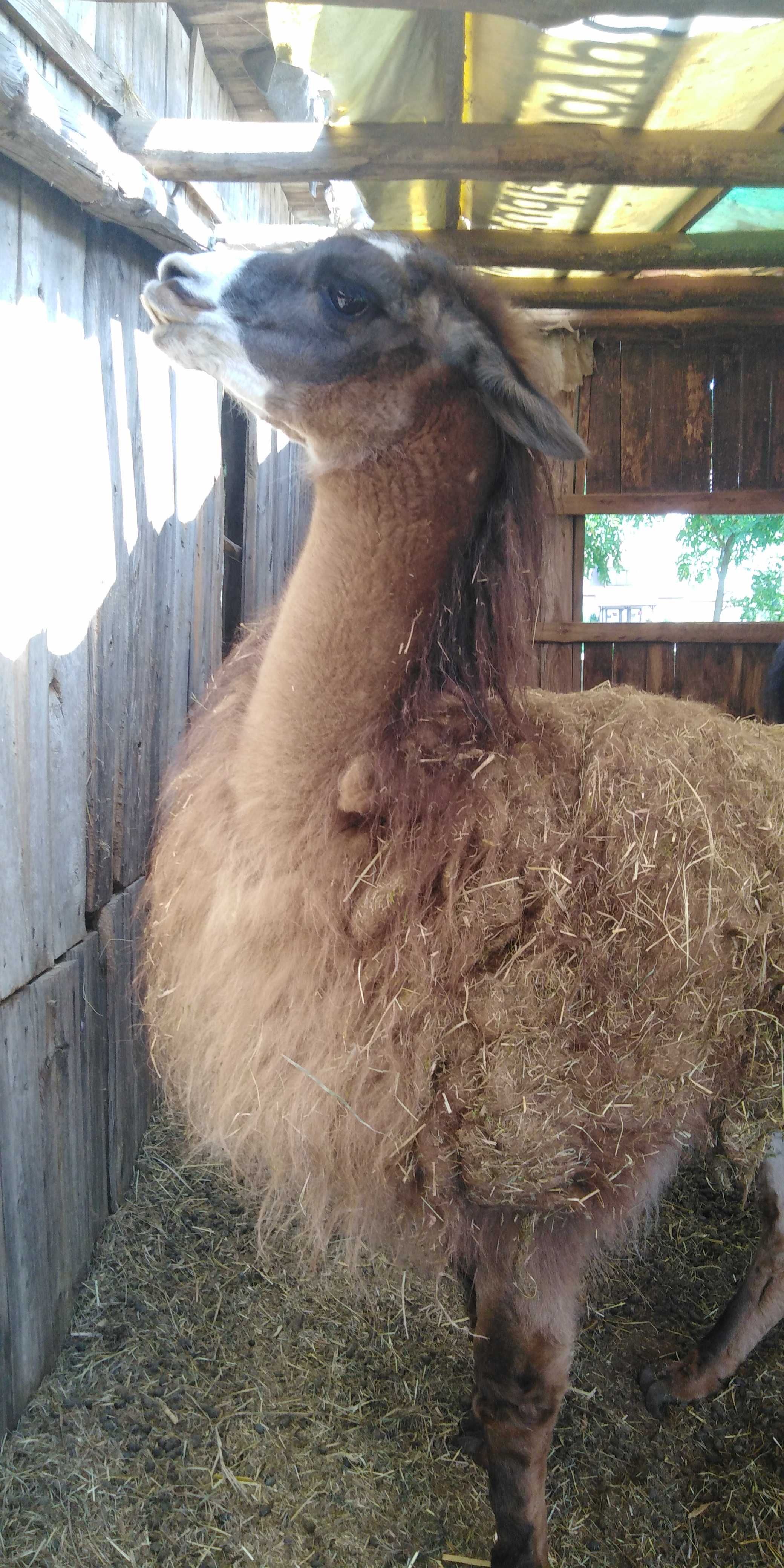 Alpaka Lama samiec