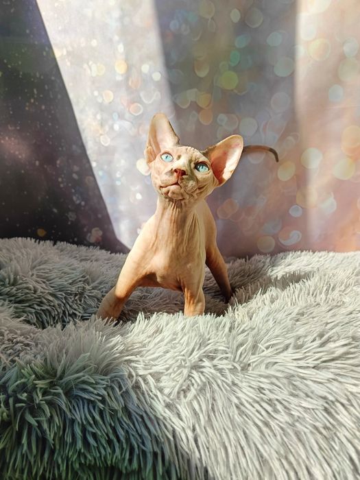 Канадський сфінкс