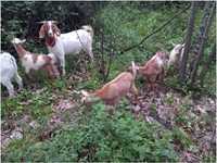 Vendo 3 cabras e 1 chibo - Coimbra