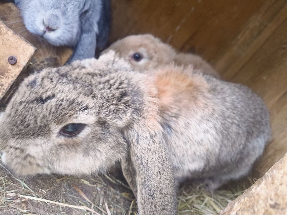 Króliki na sprzedaż