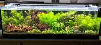 Roślinki do akwarium Hottonia , Myriophyllum, rotala red , ludwigia