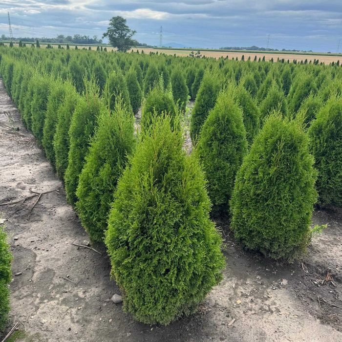 Żywotnik zachodni ‘Smaragd’ – piękne sadzonki na żywopłot