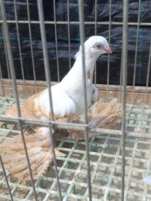 Widyny żółty czarne czerwone 2025r