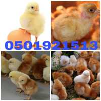 Добові курчата: бройлери, гусята, каченята, яєчні та м'ясояєчні породи