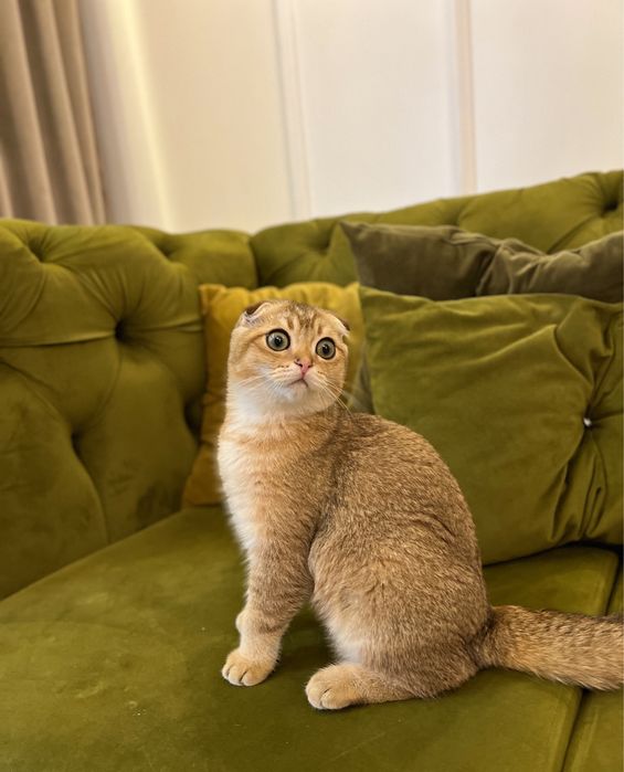 Szkocki kocurek złota szynszyla WCF+BOX PREZENTOWY