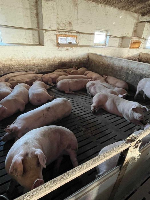 Продам свиней  живою вагою 150+