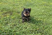 York terrier- piesek