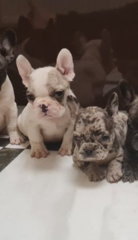 Мерле хлопчик, білопалева дівчинка.