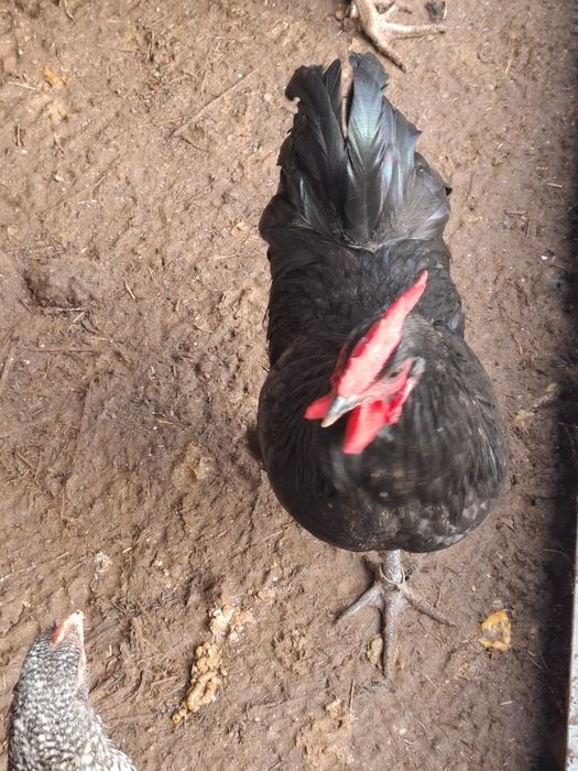 Galos e Galinhas Preto Lusitanos