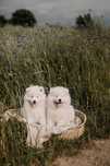 Suczka rasy samoyed