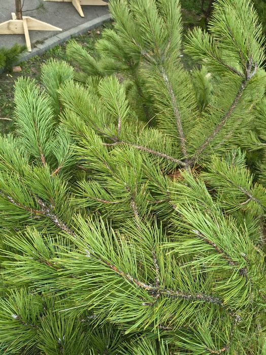 Сосна кримська місто Дніпро опт роздріб