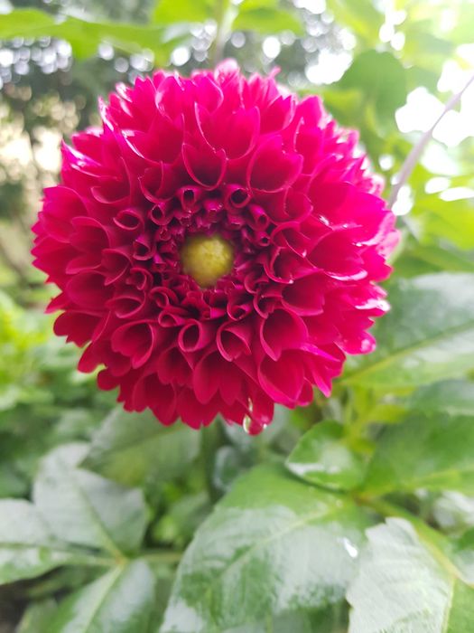 DALIE  Karpy Sprzedam