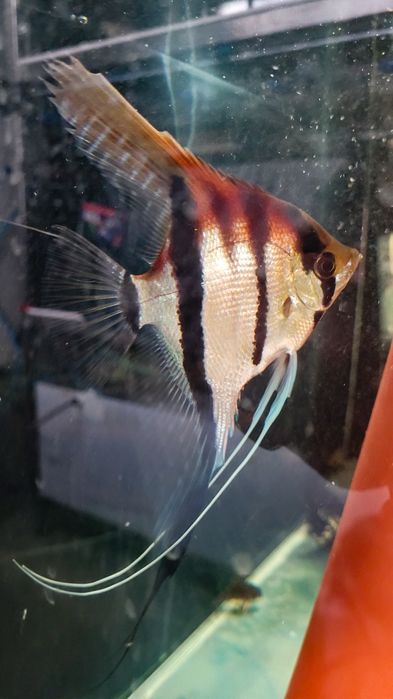 Skalary Manacapuru Red Simon Forkel
