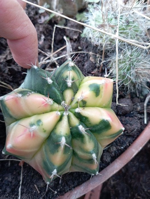Kaktusy gymnocalycium mihanovichii veriegata