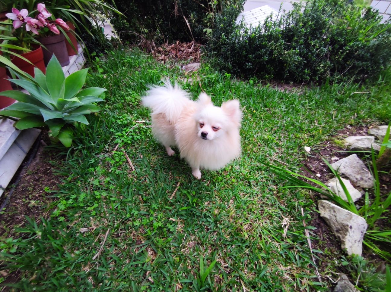 spitz alemao Lulu da Pomerânia com 1 ano super miniatura