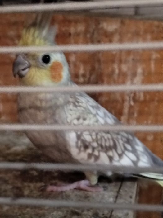 Vendo caturras reprodutoras