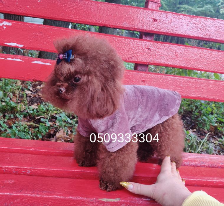 ‼️Китай , ТИКАП в разведение