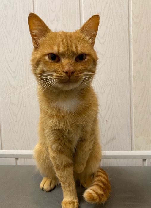 Котик в добрі ручки