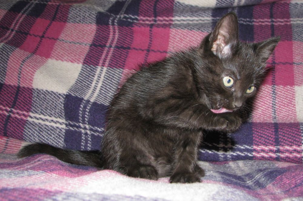 Отдаем котенка в хорошие руки