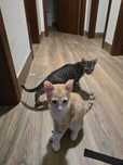 Gatos bebés para dar