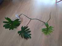 Filodendron Mayoi