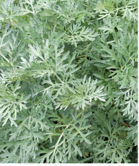 Piołun sadzonka oraz susz polecam