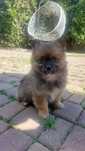 Pomeranian samiec boo