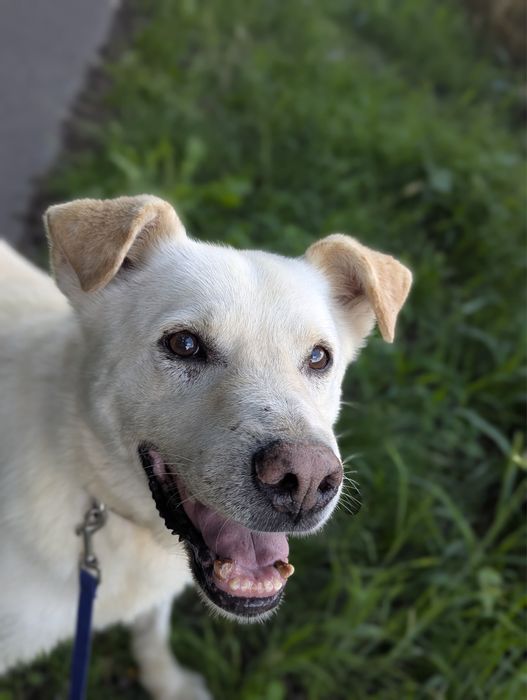 Beżowy psiak Ever szuka szczęścia i domu