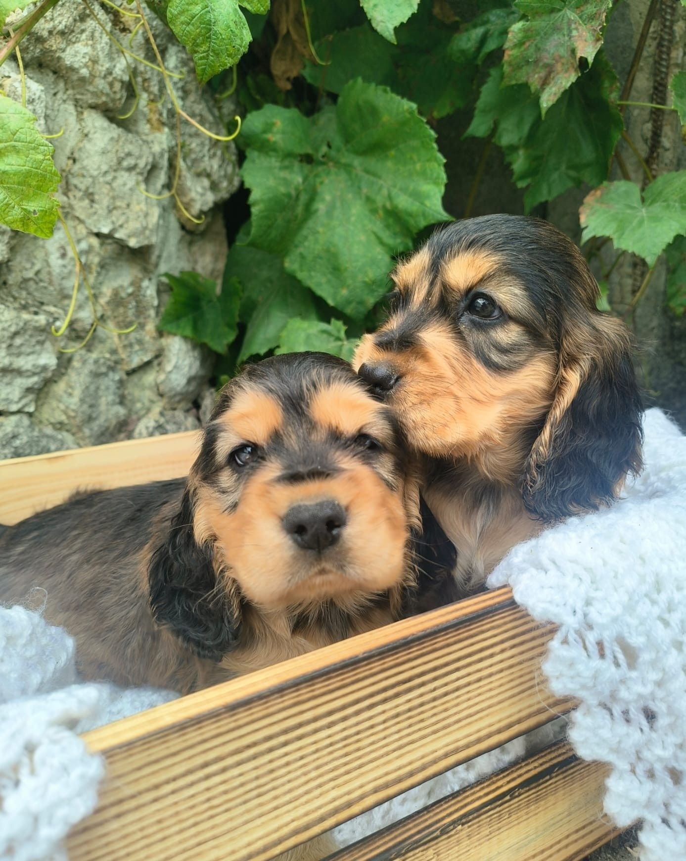 Cocker spaniel angielski pies suka szczeniak