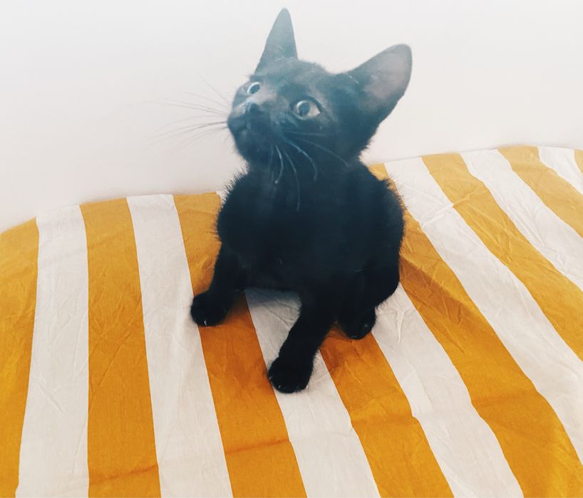 Gatinho bebe para adocao